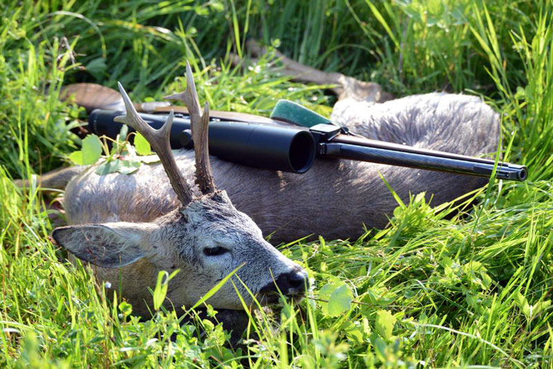 Myslivost – trofeje